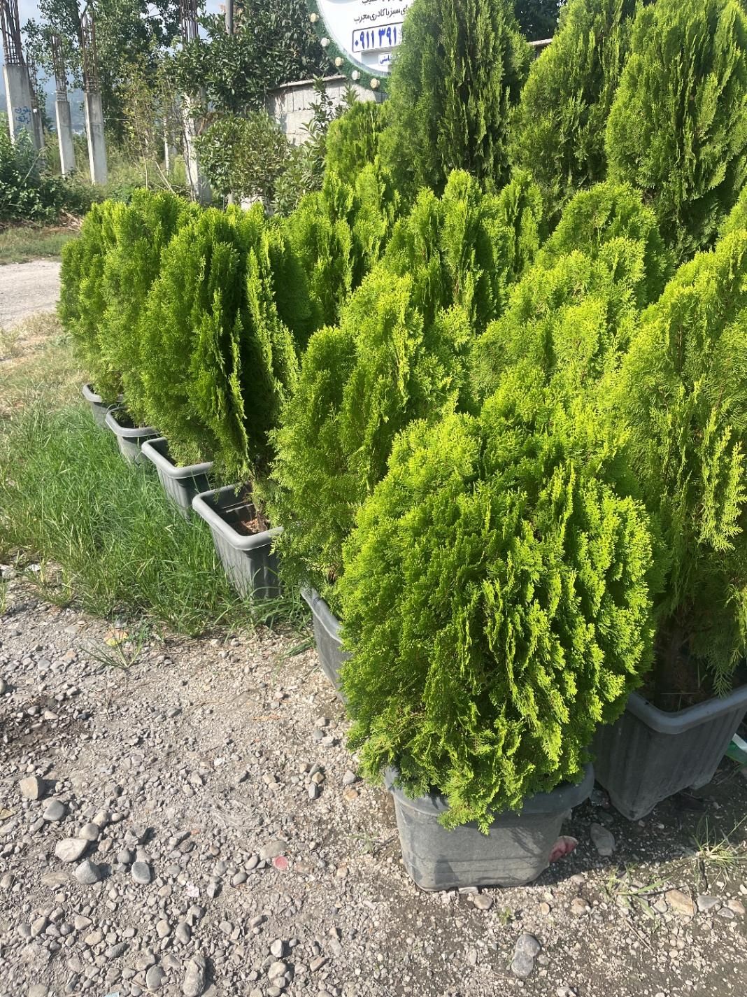 گل کاج شمشاد مهندس امیر|خدمات باغبانی و درختکاری|مشهد, امیریه|دیوار