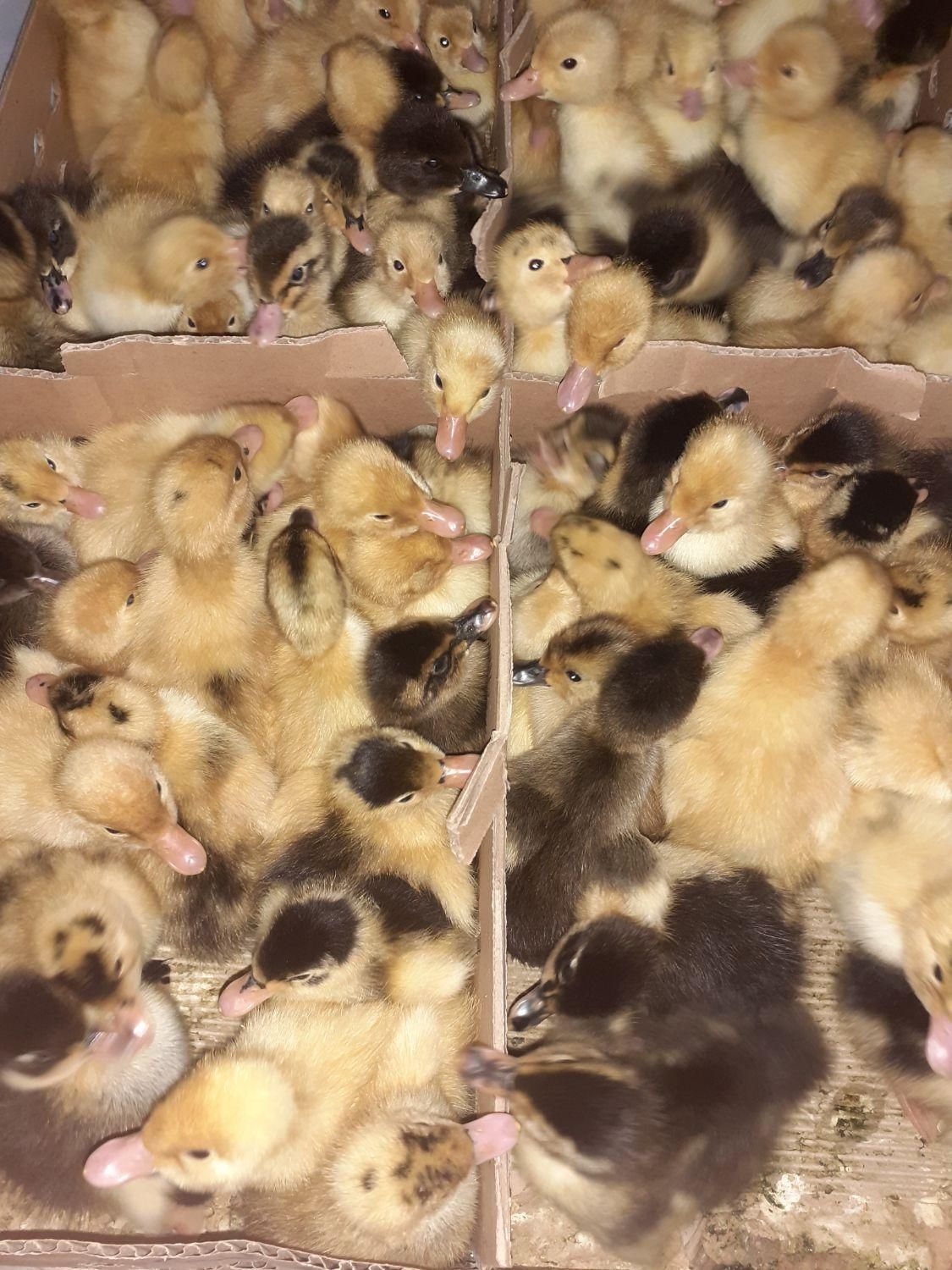 جوجه اردک یک روزه پکنی( ورامینی) اصلاح نژاد شده|حیوانات مزرعه|ساری, |دیوار