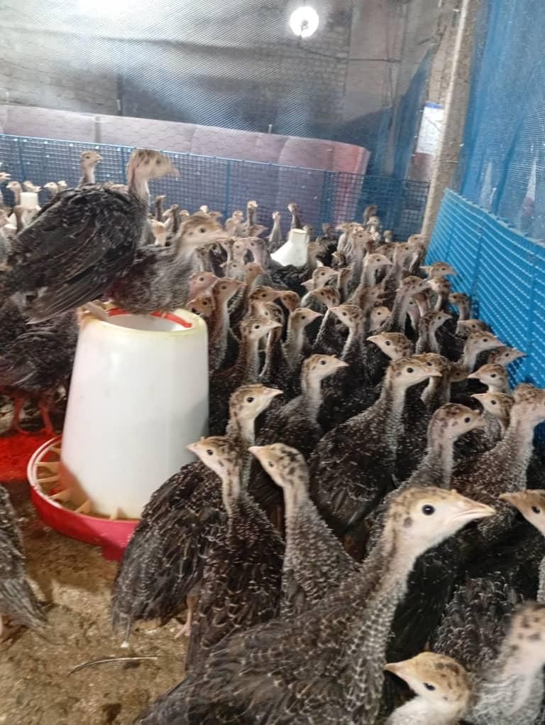 نمیچه بوقلمون یک ماه دوماه|حیوانات مزرعه|تهران, چیتگر جنوبی|دیوار