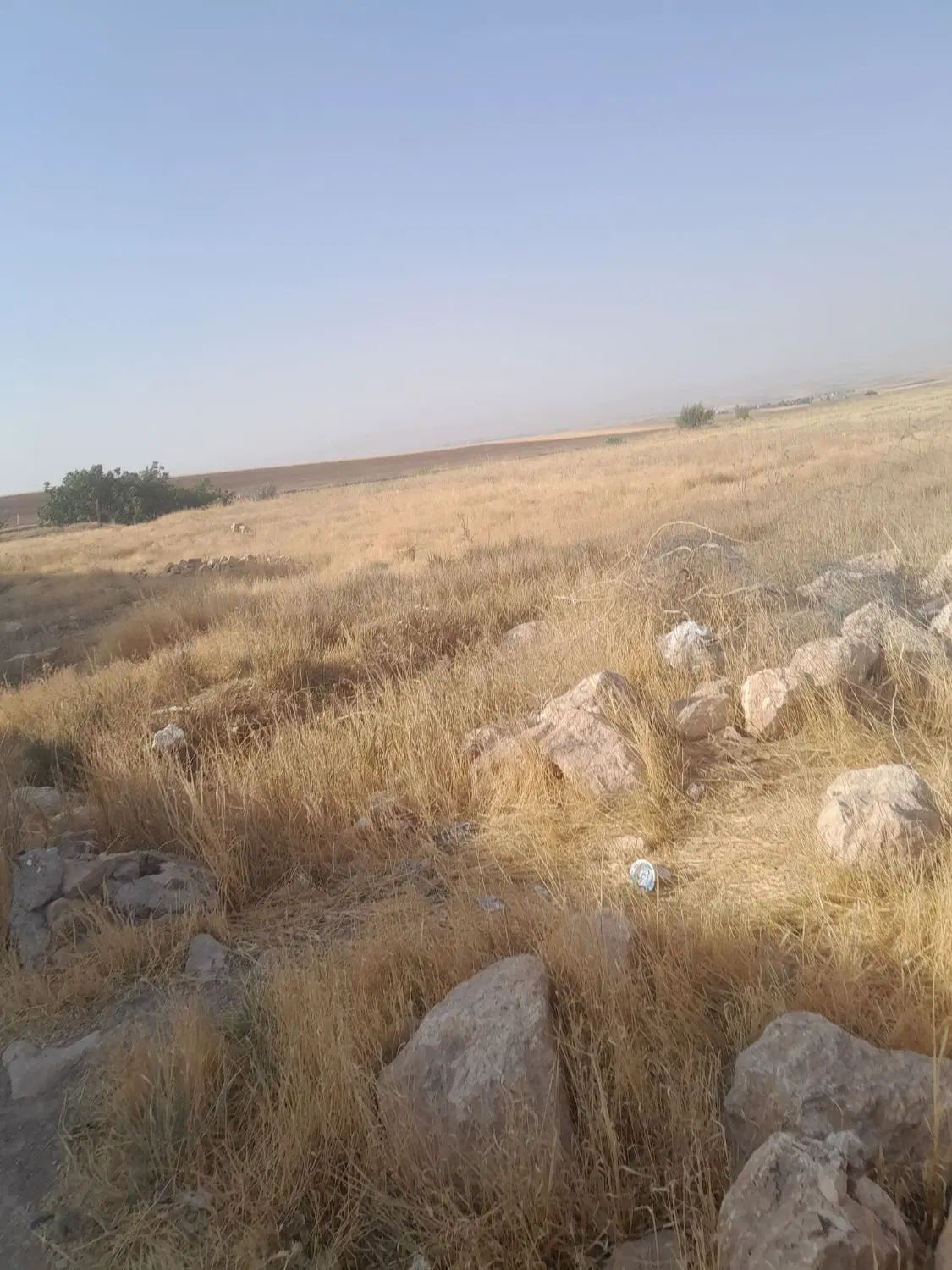 کاه عدس ریز|حیوانات مزرعه|رشت, رودبارتان|دیوار