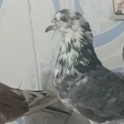 کبوتر پرشی|پرنده|تهران, خانی‌آباد|دیوار