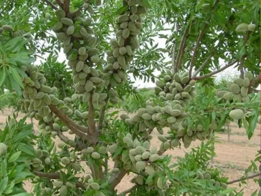 نهال های خوشه ای پربارانواع بادام های کم اب ودیرگل|خدمات باغبانی و درختکاری|کرمان, |دیوار