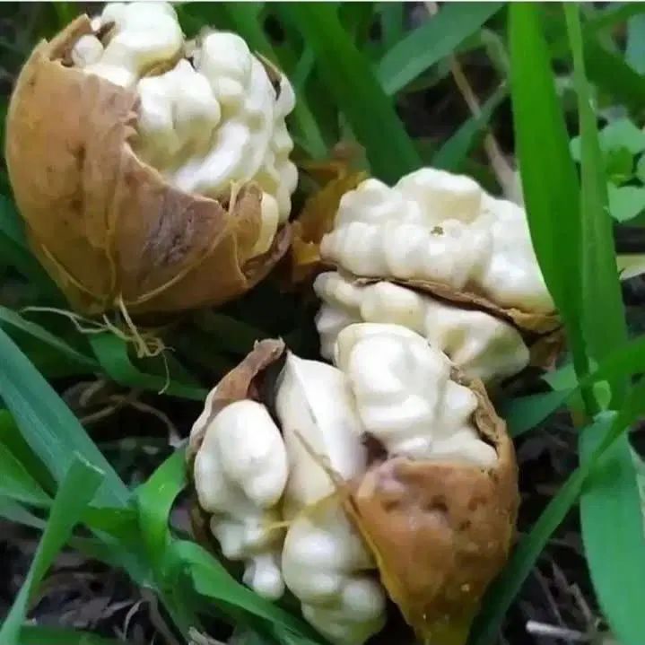 نهال ژن وتیپ خوشه ای گردو سطلی همین الان بارداره|خدمات باغبانی و درختکاری|شیراز, سایت اداری|دیوار