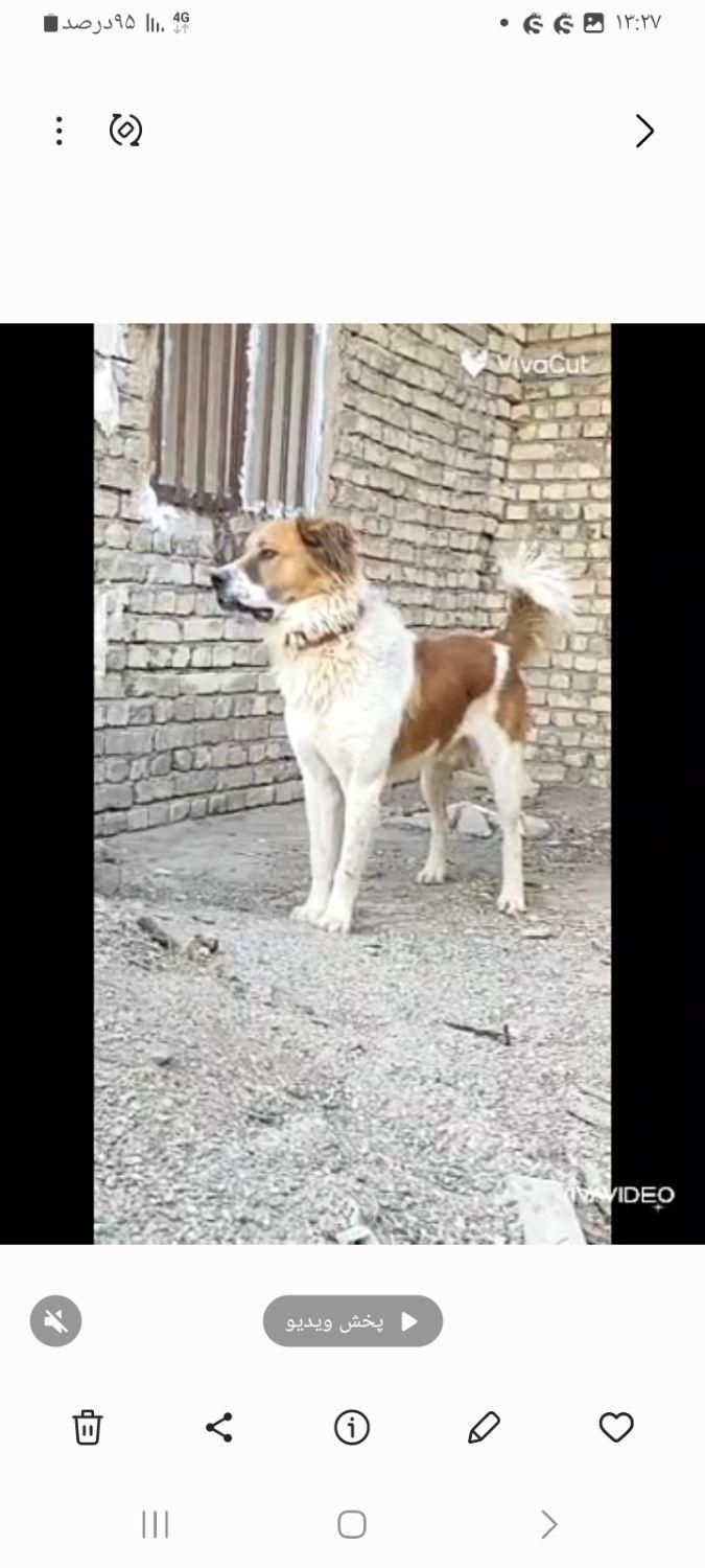 سگ قدرجونی|سگ|اصفهان, پرتمان|دیوار