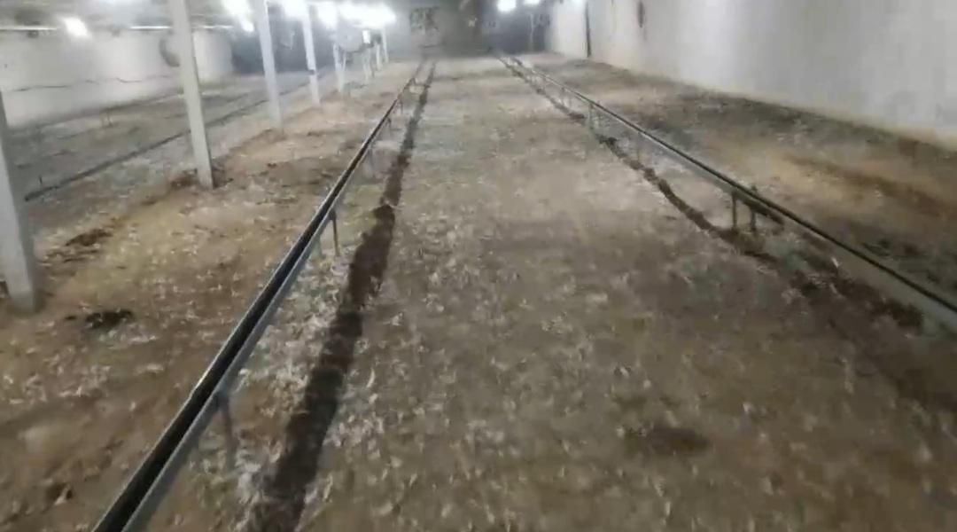 بهبهان ۱  کود مرغی|گل و گیاه طبیعی|بهبهان, |دیوار