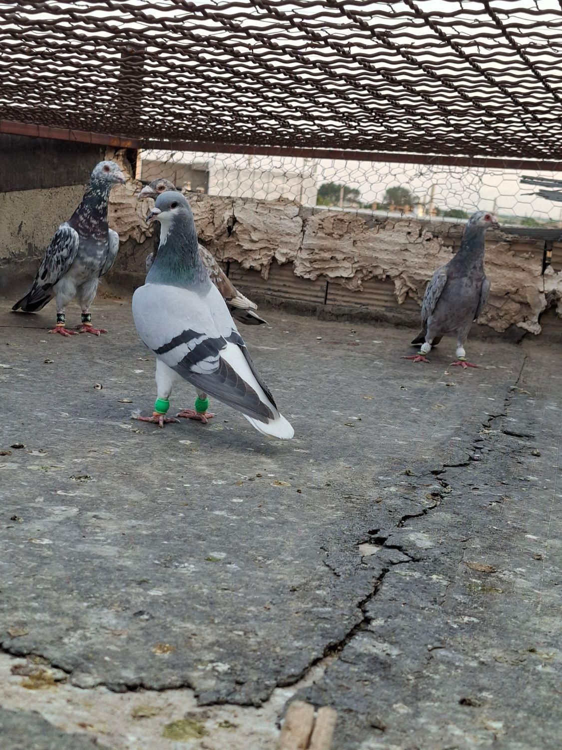 کبوتر|پرنده|تاکستان, |دیوار