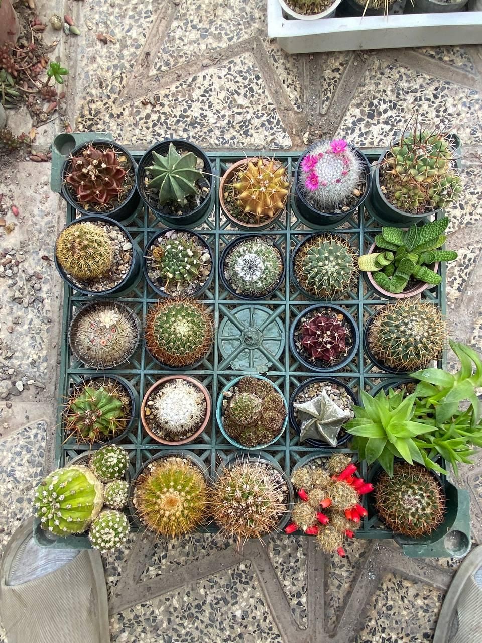 انواع کاکتوسهای خاص و کلکسیونی|گل و گیاه طبیعی|خلخال, |دیوار