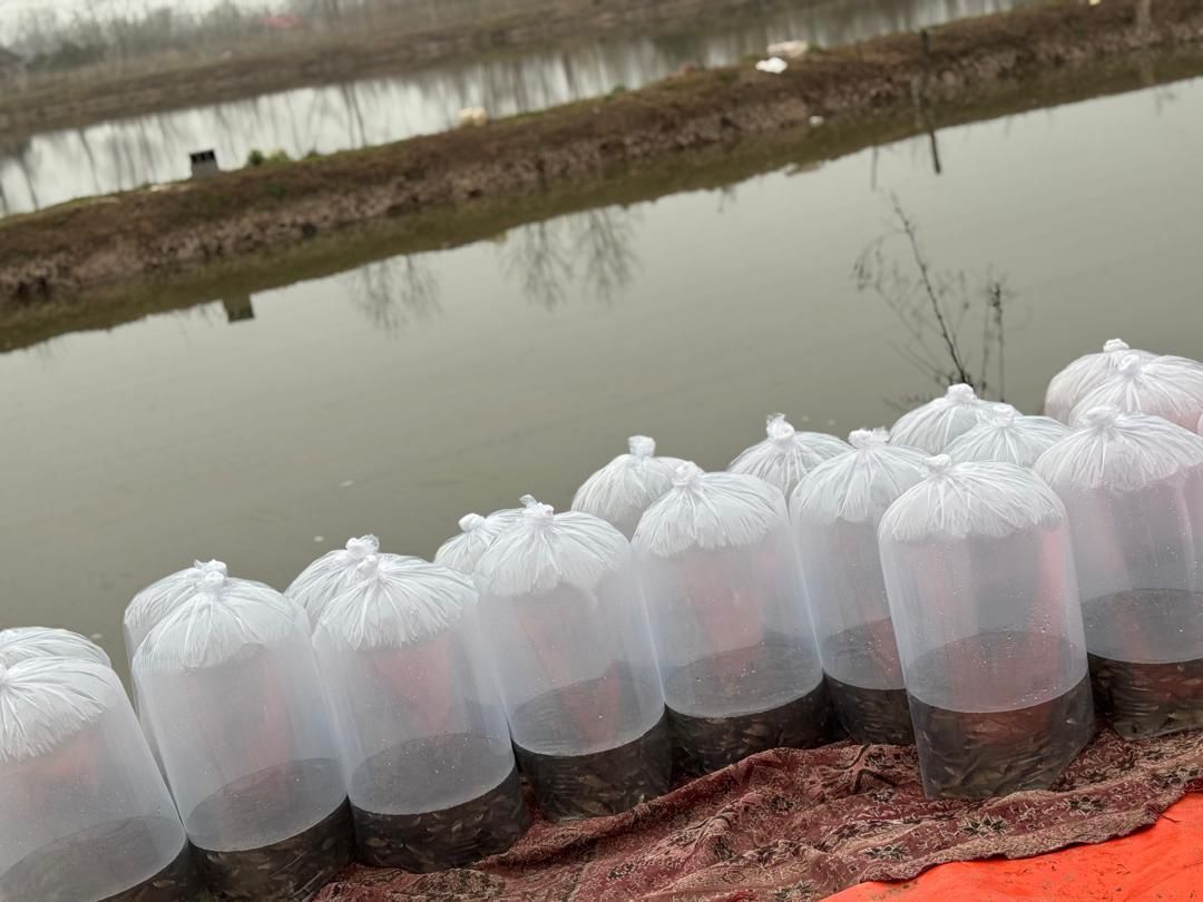 ..پرورش کشاورزی بچه ماهی.کپورر.آمور شمشیری|ماهی|مشهد, هفده شهریور|دیوار