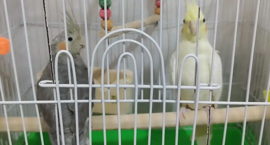 عروس هلندی|پرنده|مشهد, آبکوه|دیوار