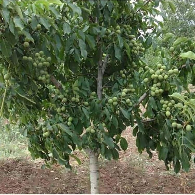 نهال گردو پربار اصلاح شده|خدمات باغبانی و درختکاری|بره‌سر, |دیوار