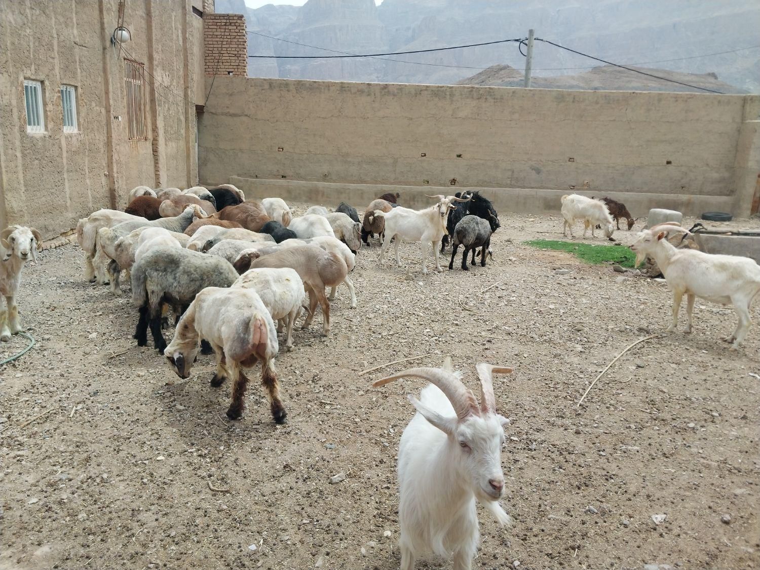 گوسفند زنده و گوشتی همراه با قصاب|حیوانات مزرعه|یزد, |دیوار