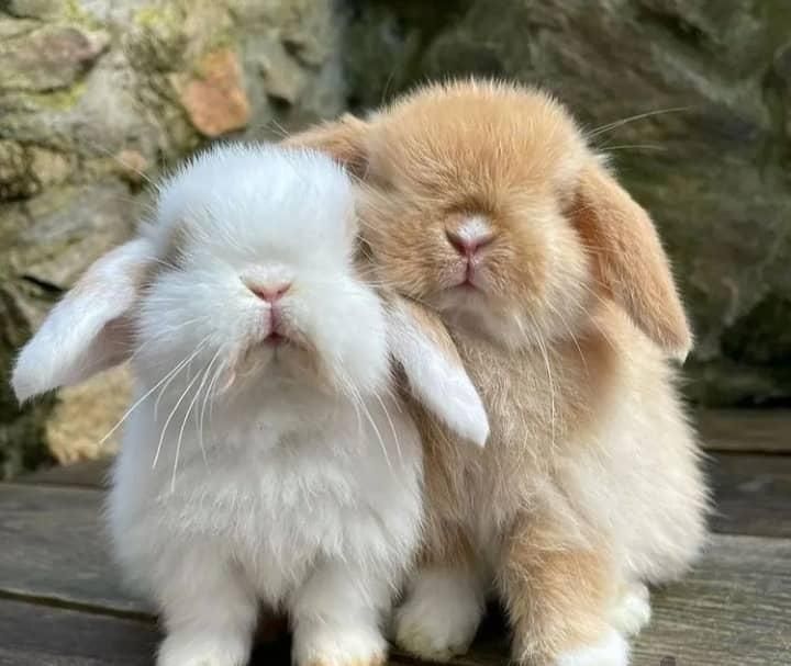 نژادخوکچه خارجی ایرانی.فندقی .کوتوله جوندگان|موش و خرگوش|اصفهان, شاهزید|دیوار