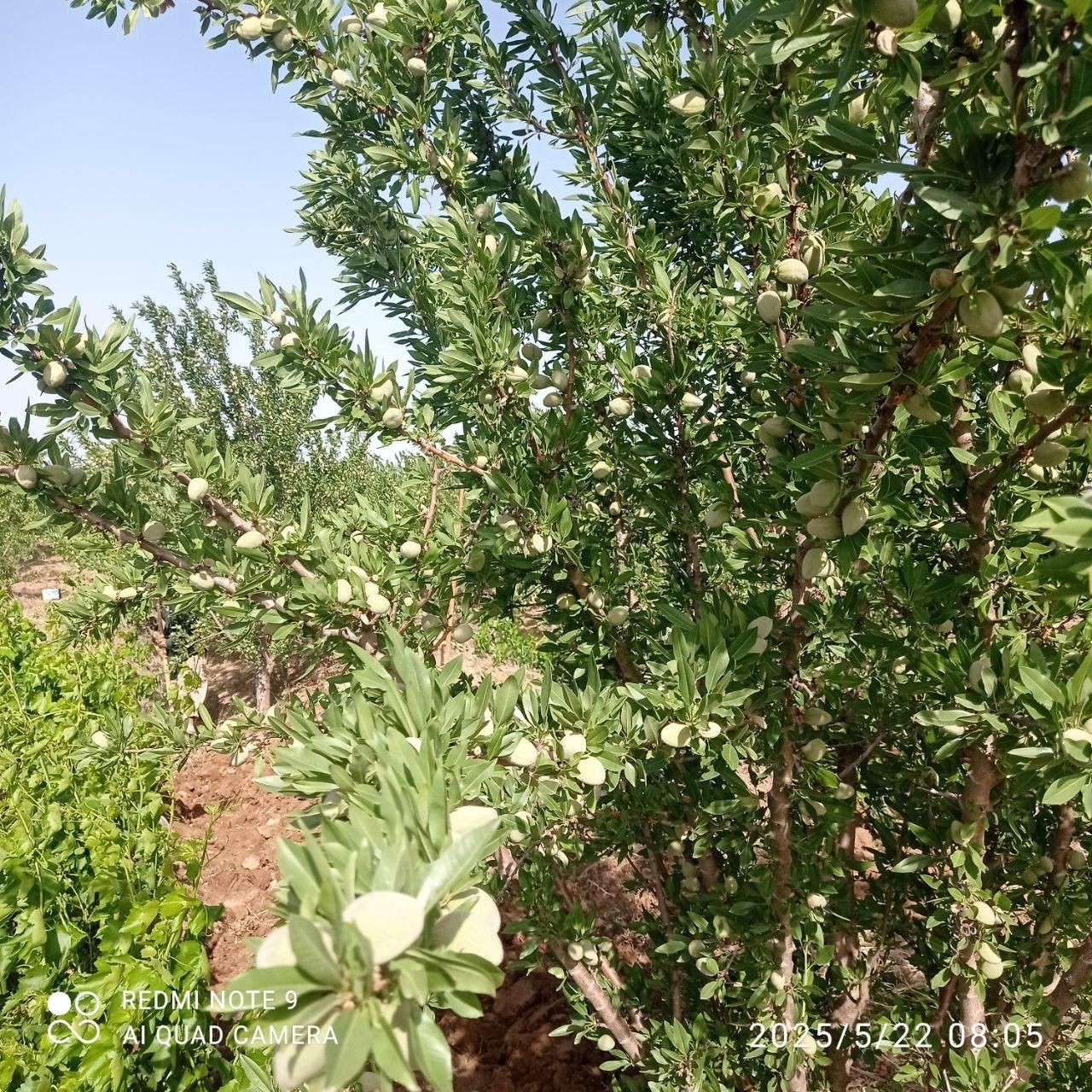 باغ انگور سرحال بارده با بنا7/200متری|فروش دفتر صنعتی، کشاورزی، تجاری|تاکستان, |دیوار