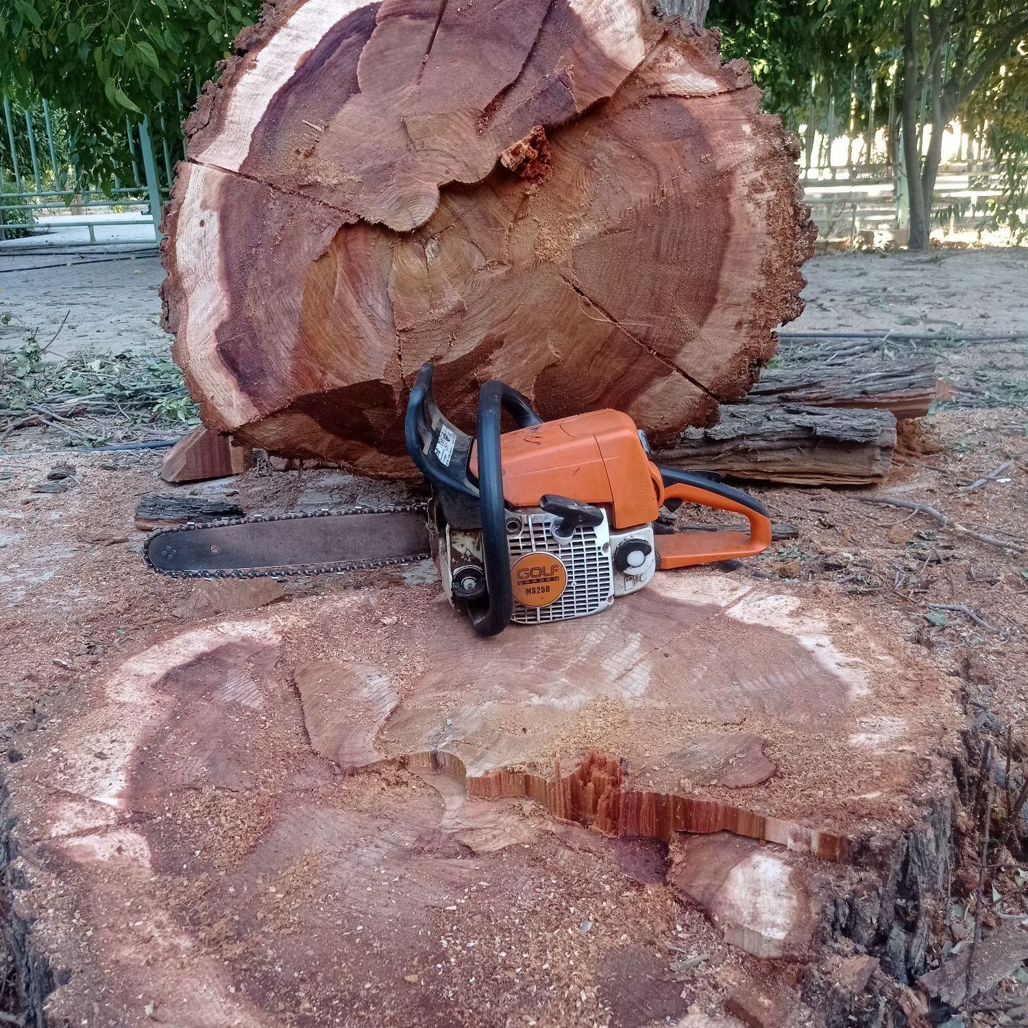 خرید و فروش چوب و درختان حرص درخت|خدمات باغبانی و درختکاری|شیراز, میانرود|دیوار