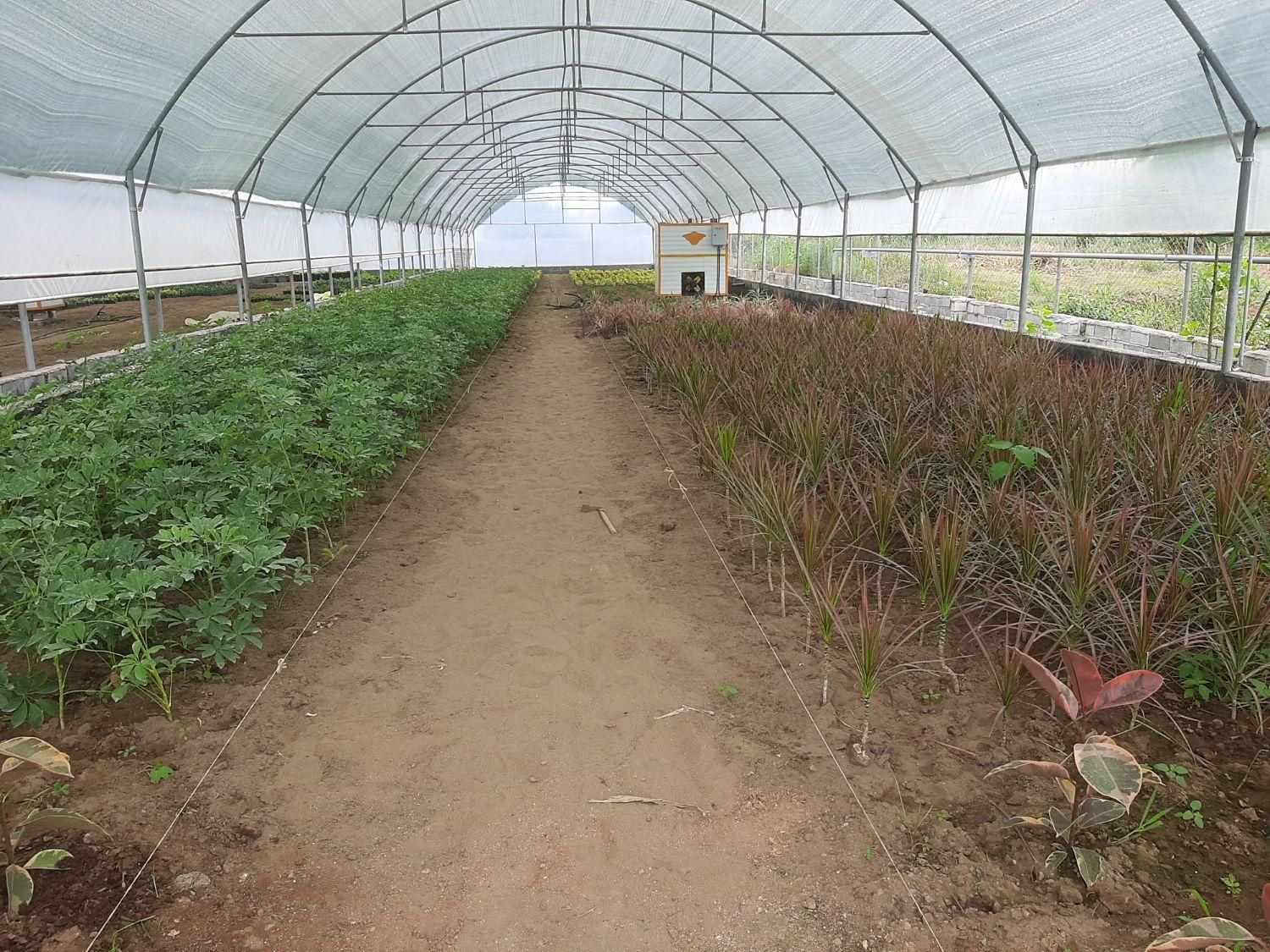 گلخانه فعال|فروش دفتر صنعتی، کشاورزی، تجاری|لنگرود, |دیوار