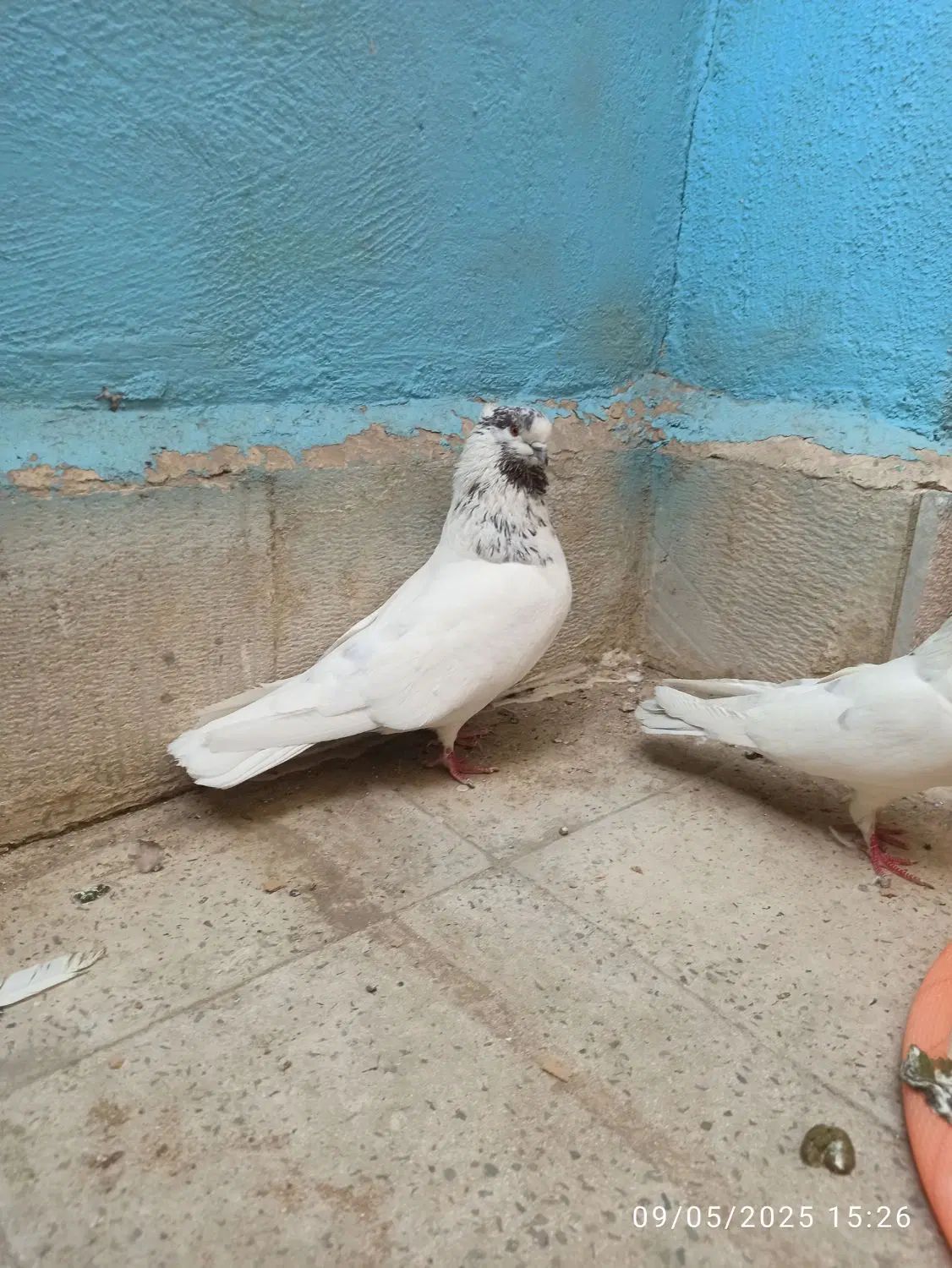 کفتر شمرونی سرو کله دار اخمو|پرنده|تهران, تهرانسر شرقی|دیوار