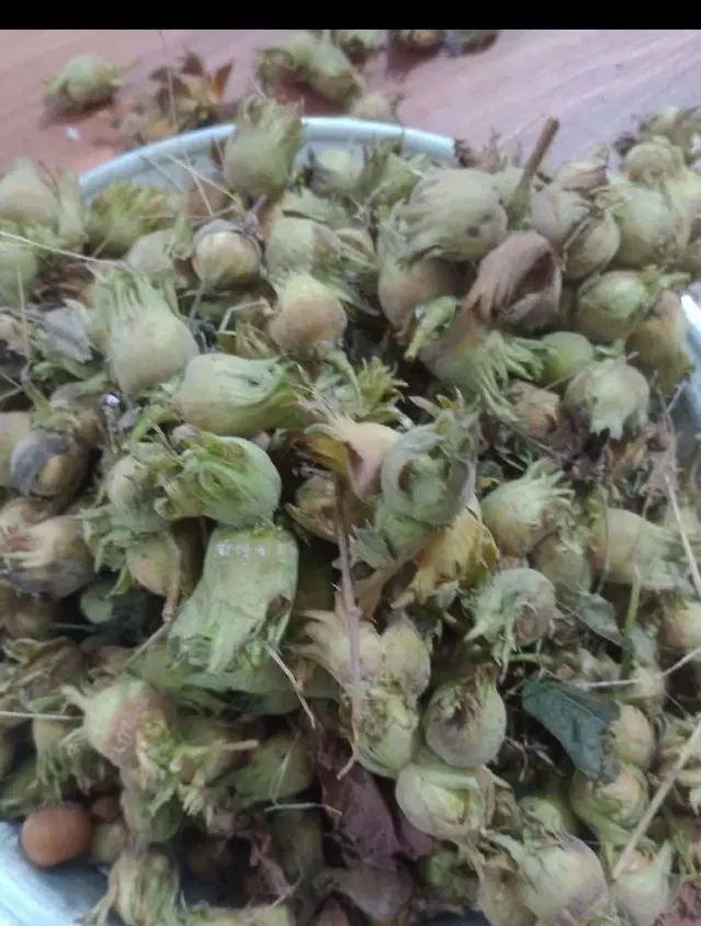 چای دستی محلی و کره و سرشیر محلی|خوردنی و آشامیدنی|رشت, حمیدیان|دیوار