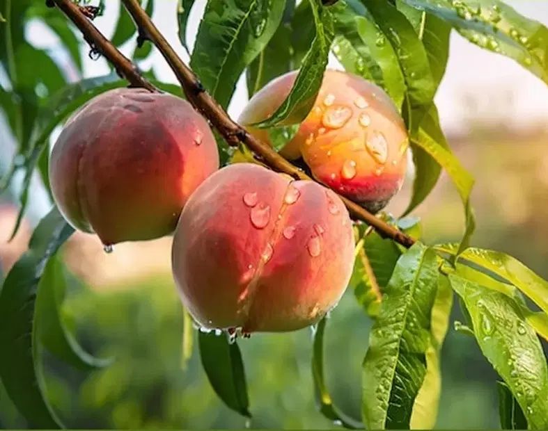 پیشفروش و فروش انواع  نهال سیب و بادام|خدمات باغبانی و درختکاری|سمیرم, |دیوار