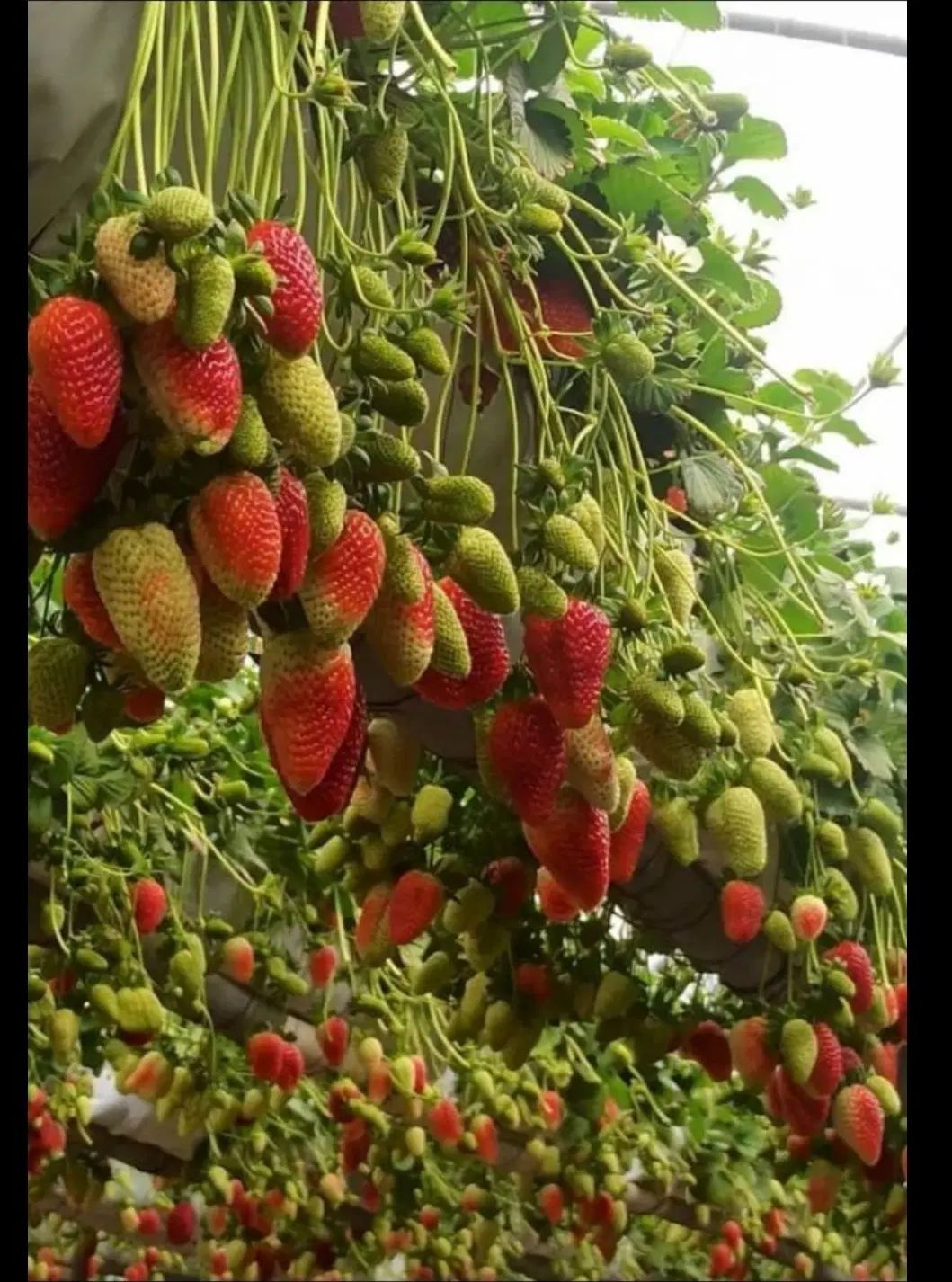 نشا توت فرنگی|خدمات باغبانی و درختکاری|کرج, باغستان|دیوار