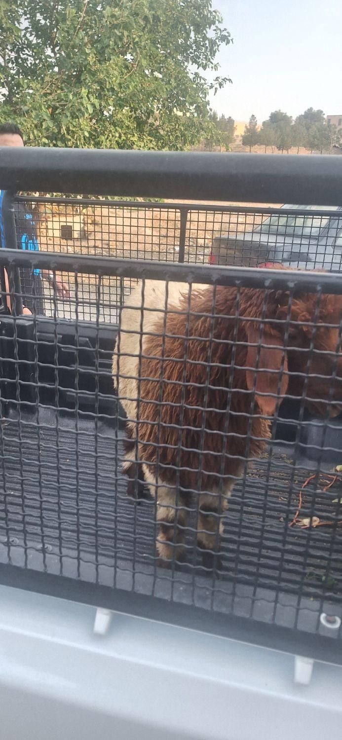 گوسفند زنده شبانه روزی با قصاب|حیوانات مزرعه|کرج, عظیمیه|دیوار