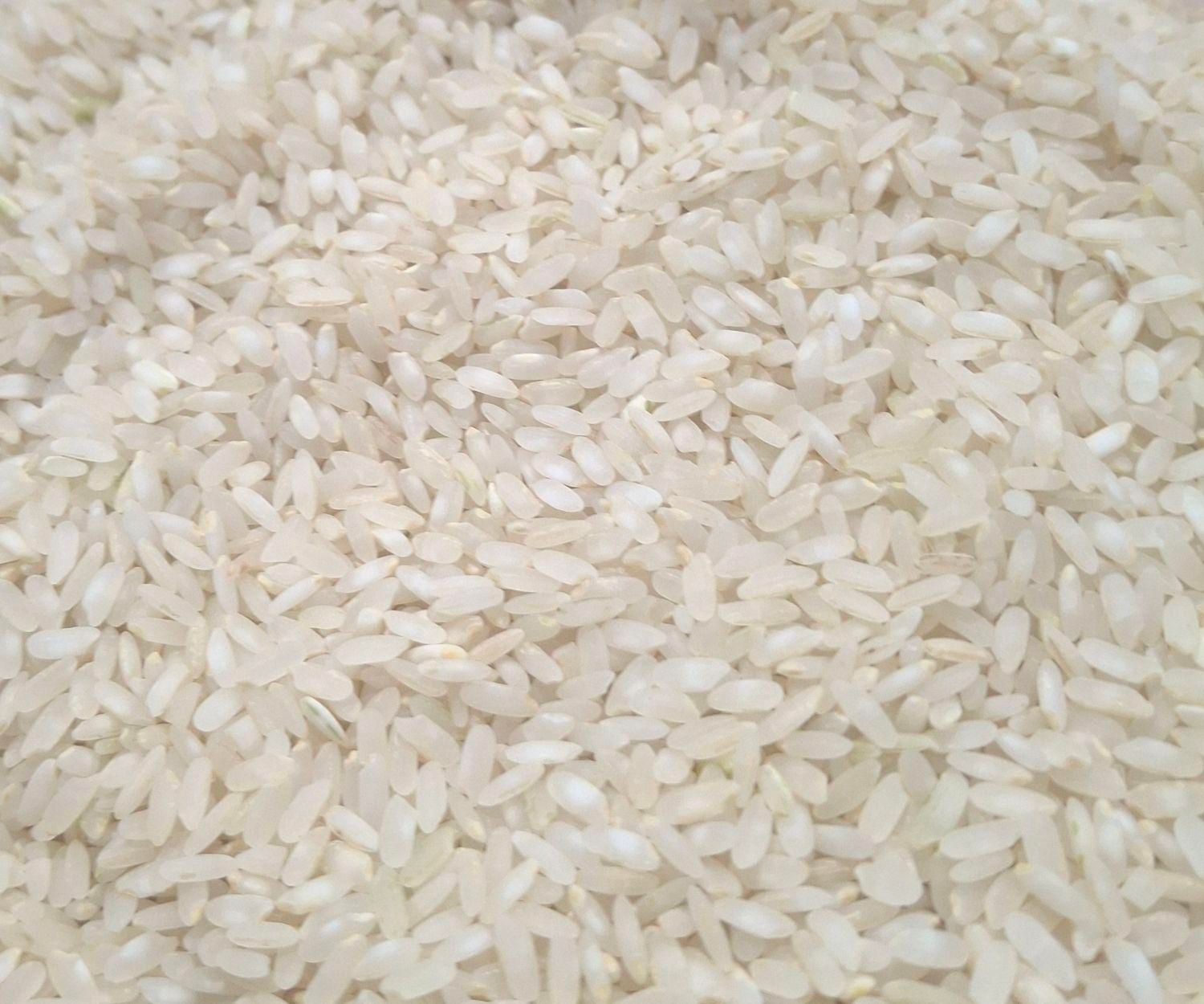 برنج کامفیروزی نو بشرط|خوردنی و آشامیدنی|شیراز, طلاب|دیوار
