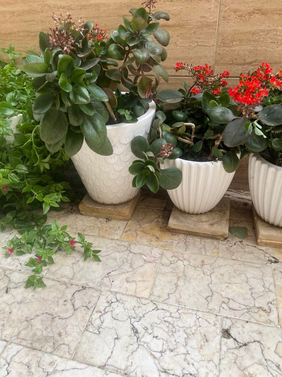 گل و گلدان|گل و گیاه طبیعی|رشت, رشتیان|دیوار