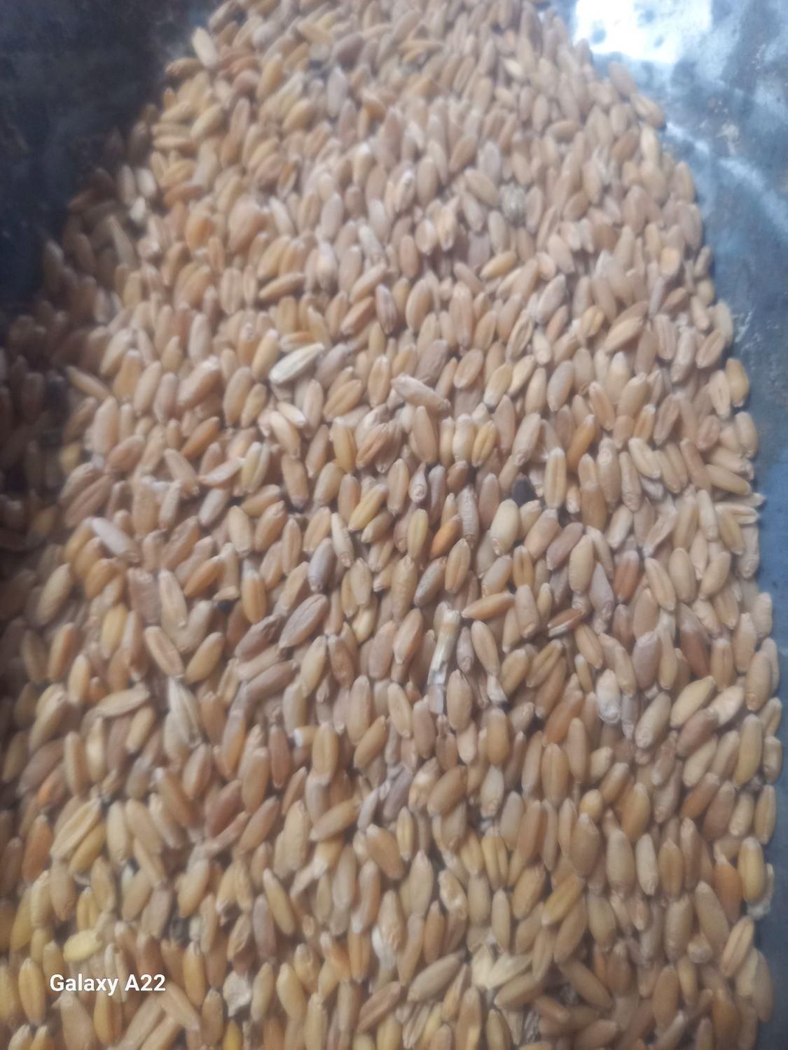 بوجاری گندم وانواع حبوبات|لوازم جانبی حیوانات|قم, آزادگان|دیوار