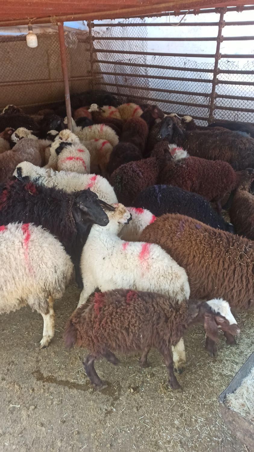 همه وزنه ارسال گوسفند در محل زنده وفول امکان|حیوانات مزرعه|تهران, توحید|دیوار