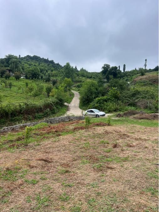 زمین ویودار،280 متر،مناسب کلبه چوبی|فروش زمین و ملک کلنگی|مرزیکلا, |دیوار