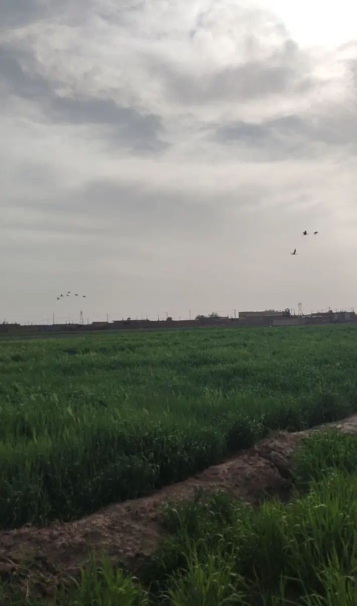 فروش یا معاوضه ۱۳ هکتار زمین و ۲۴ ساعت آب مدار ۱۶|فروش زمین و ملک کلنگی|نیشابور, دربقاضی|دیوار