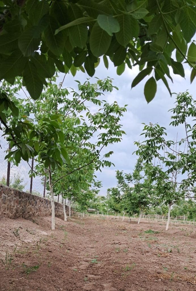 باغ ۲/۳۵۰ متر مربع|فروش زمین و ملک کلنگی|ماکو, |دیوار