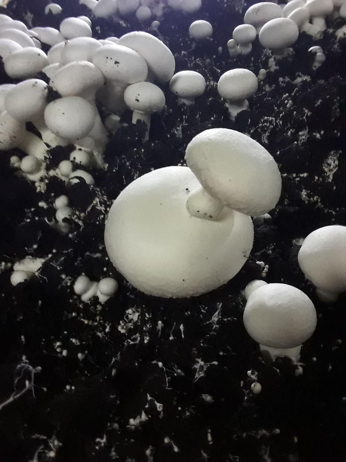 مجموعه آموزشی پرورشی قارچ دکمه ای|خدمات آموزشی|کوچصفهان, |دیوار