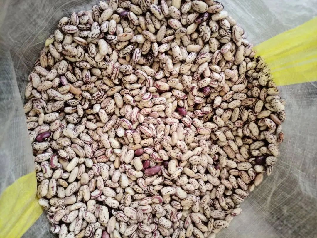 لوبیا چیتی عمده|خوردنی و آشامیدنی|تهران, تهران‌نو|دیوار
