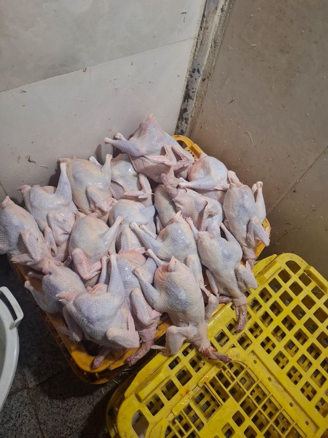 مرغ سفید ماشینی|حیوانات مزرعه|قم, شهدا|دیوار