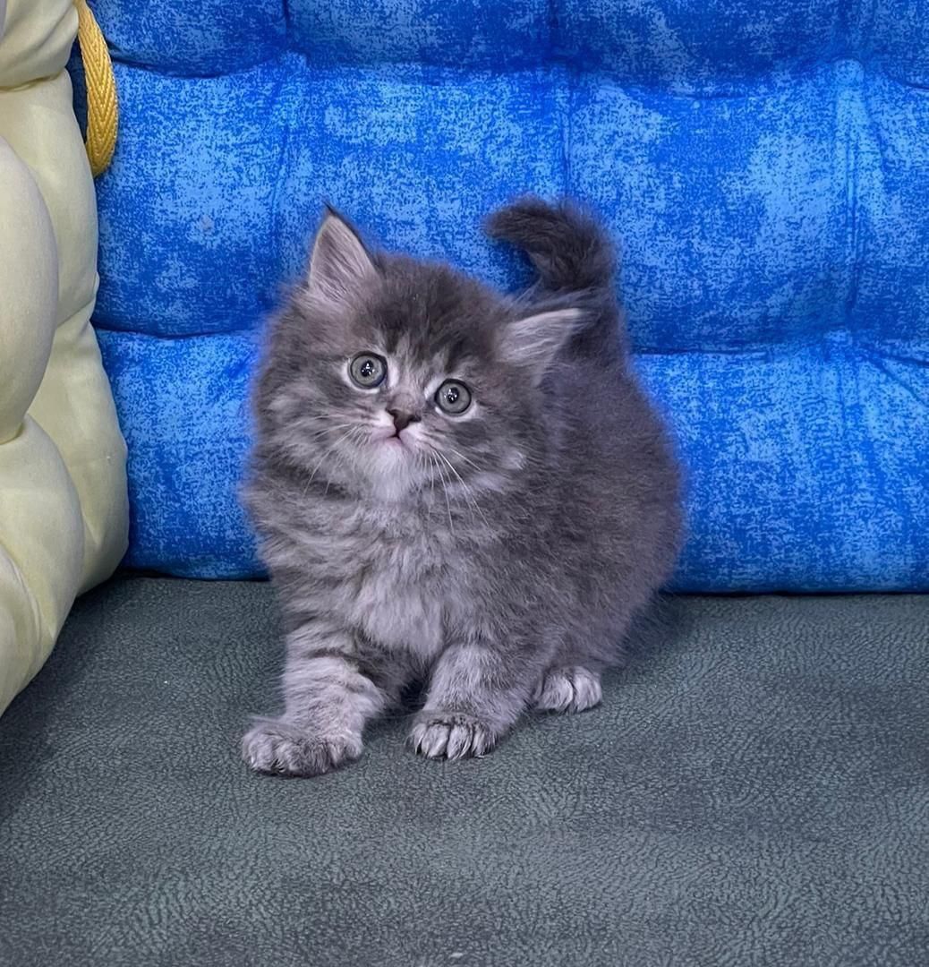 ملوسکای دست آموز|گربه|گرگان, |دیوار