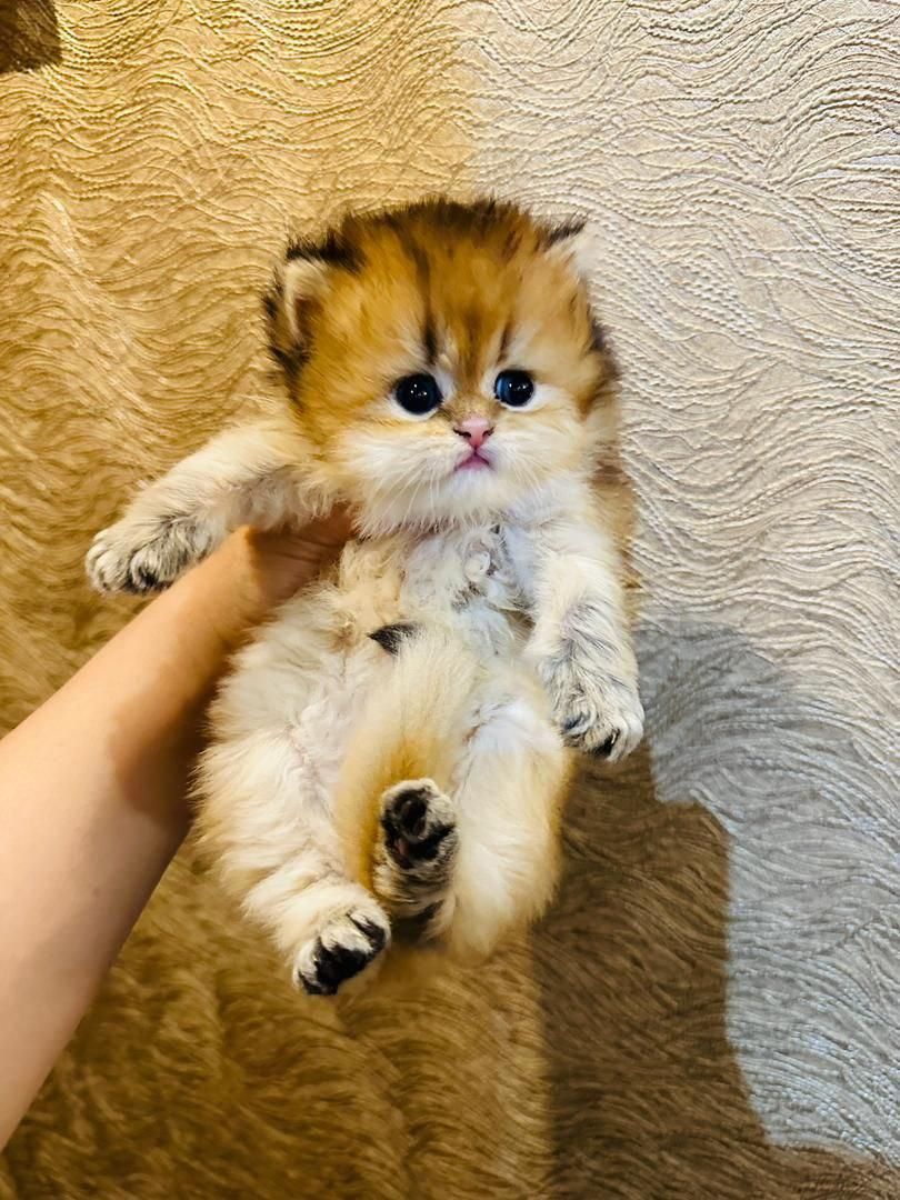 شهر گربه های پشمالو (پرشین اسکاتیش بریتیش رگدال)|گربه|ساری, |دیوار