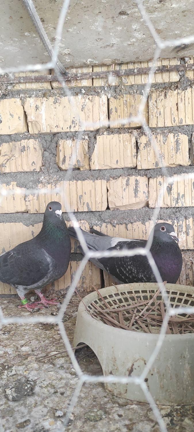 نرو ماده مسافتی|پرنده|فسا, |دیوار