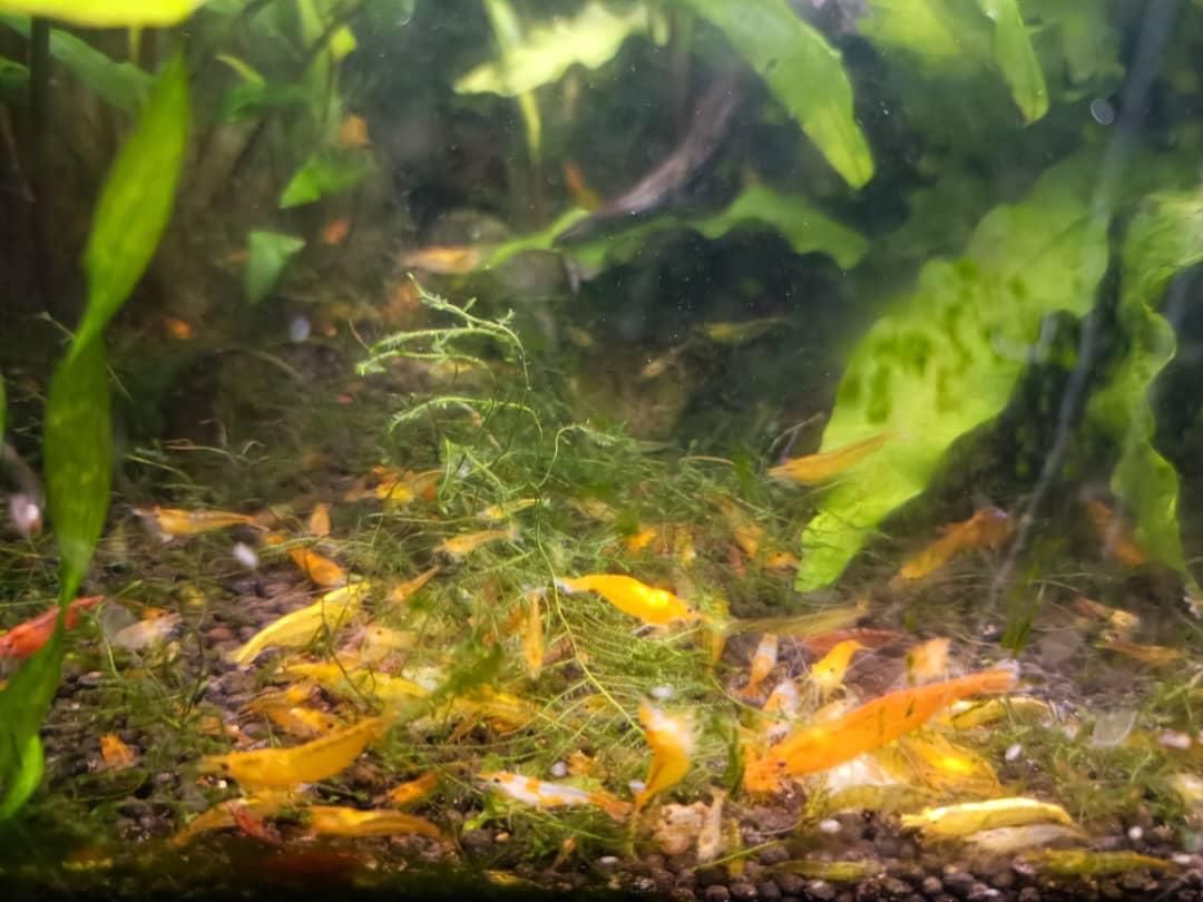 میگو و گیاه آکواریوم شریمپ گیاه کریپتون گندمی|ماهی|شیراز, شهرک جماران|دیوار