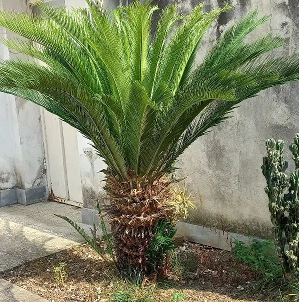 گل‌سیکاس|گل و گیاه طبیعی|رشت, رودبارتان|دیوار