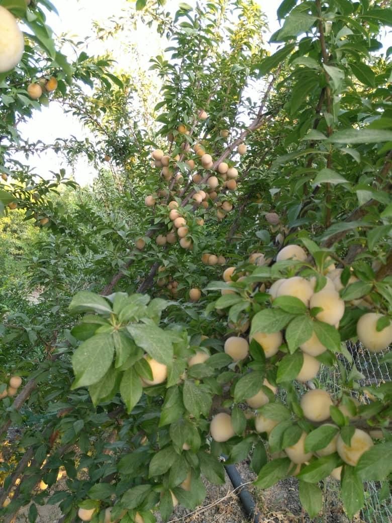 باغ ۱۰۰۰ متری فاروق دیوارکشی شده|فروش خانه و ویلا|سیدان, |دیوار