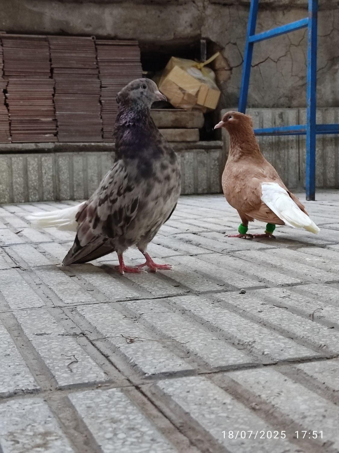 طوقی و دم سفید جفتی خوشگل و خوش استایل|پرنده|سبزوار, چهارراه فرودگاه|دیوار