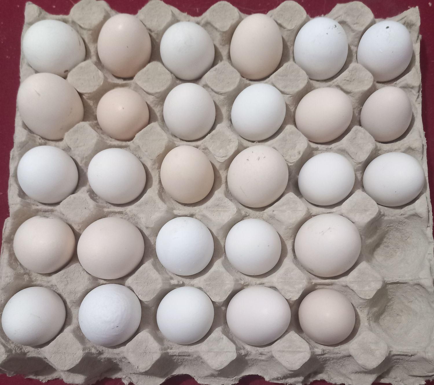 تخم مرغ نطفه دار گلین|حیوانات مزرعه|خمینیشهر, |دیوار