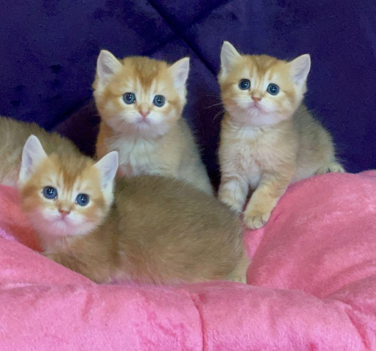 گربه اشرافی و اصیل (مجموعه گربه های میوهاپ)|گربه|کیش, |دیوار