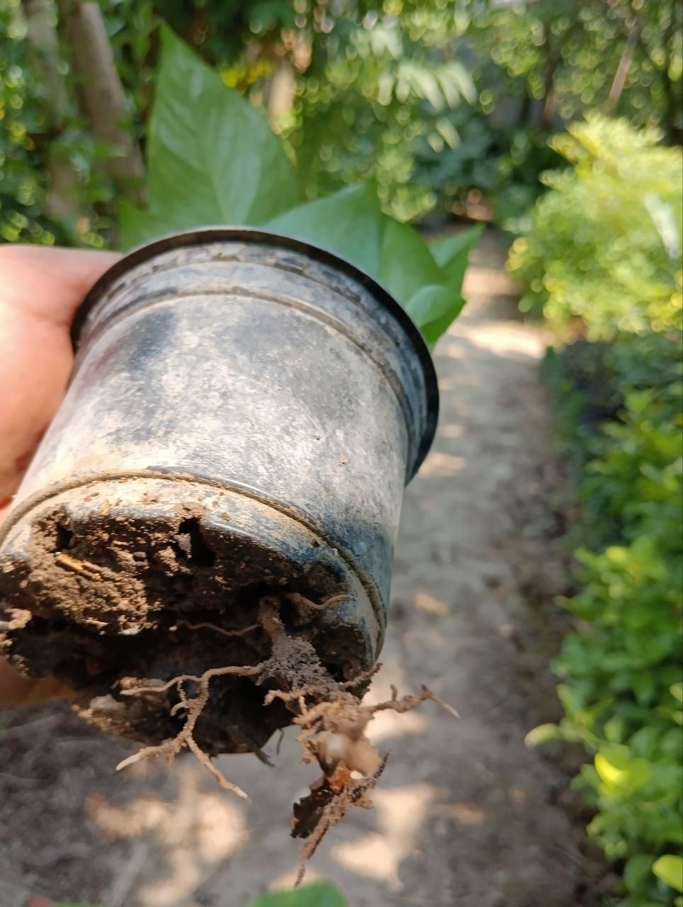 پتوس ابلق نشایی گلدان 10|گل و گیاه طبیعی|بابل, |دیوار