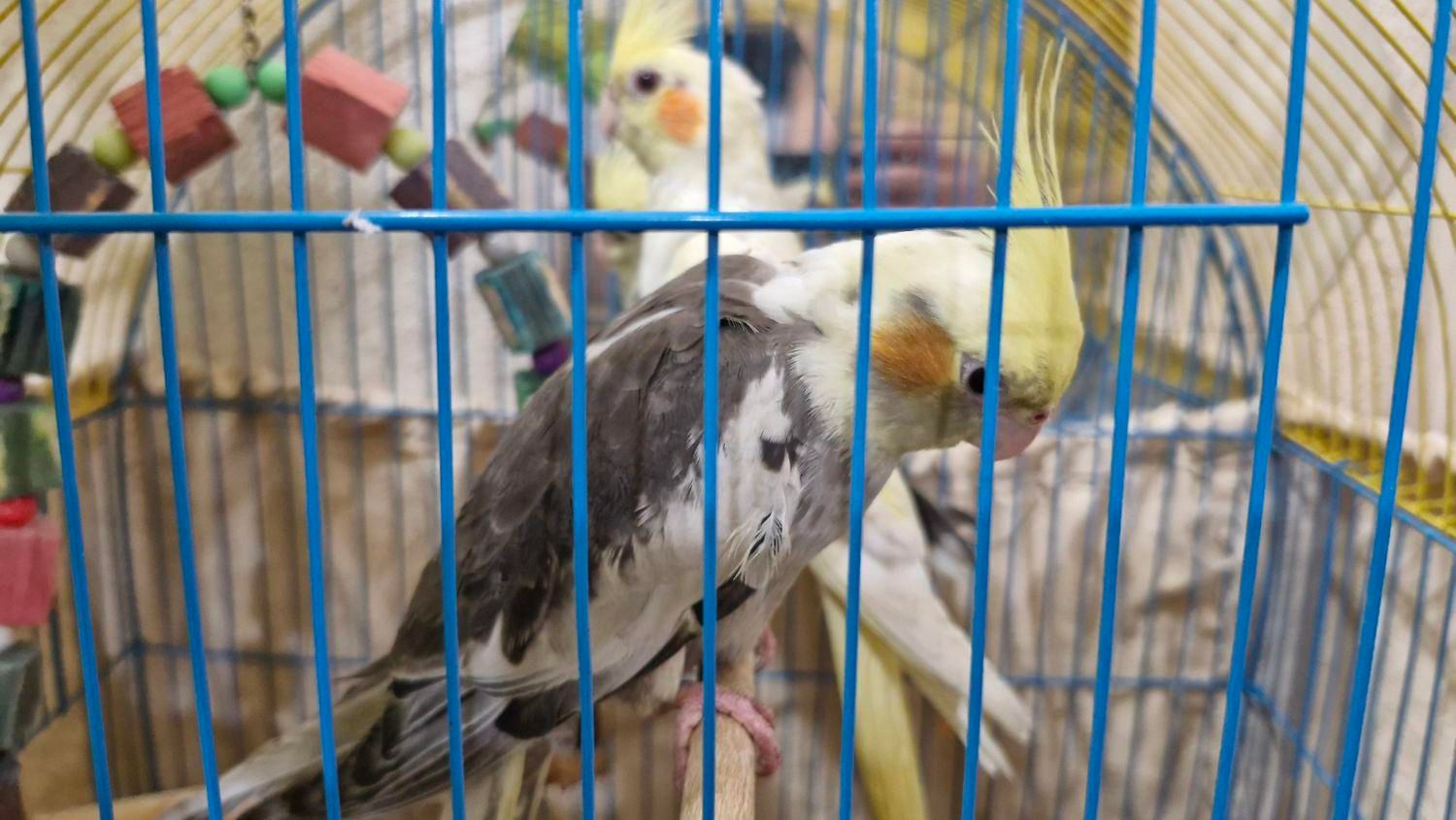 عروس هلندی|پرنده|امیدیه, |دیوار