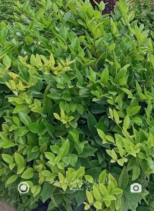 کلنگی 175متر بر 5/5 هروی حسین آباد|فروش زمین و ملک کلنگی|تهران, حسین‌آباد|دیوار