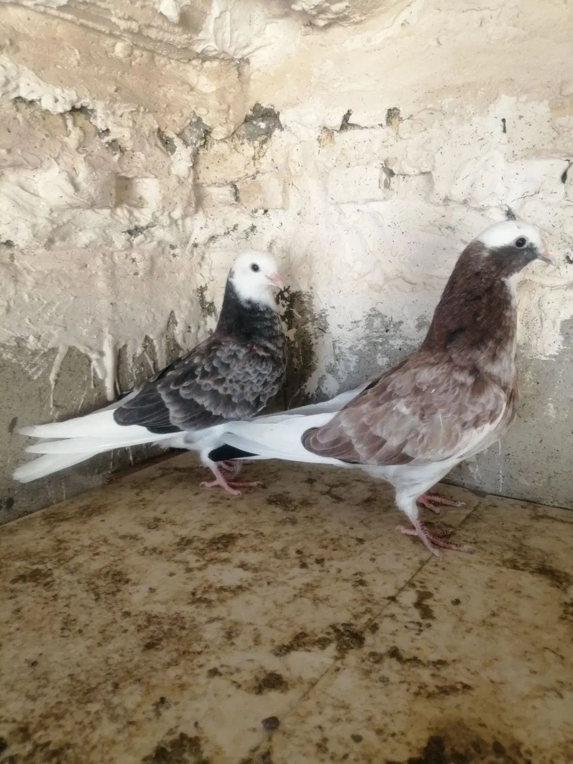 کبوتر پرشی سالار|پرنده|اصفهان, شاهزاده ابراهیم|دیوار