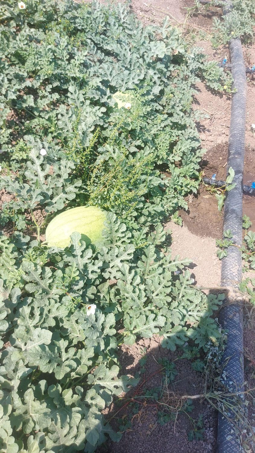 هندوانه درشت و آبدار|خوردنی و آشامیدنی|خان ببین, |دیوار