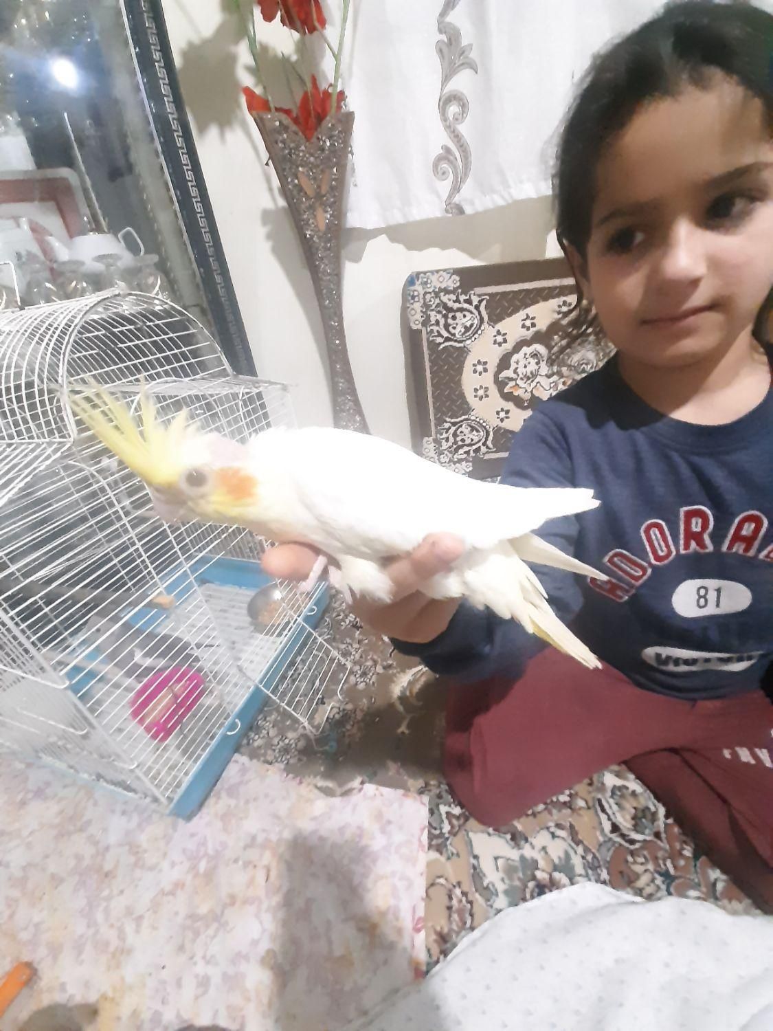 جوجه طوطی عروس سخنگو موجوده|پرنده|آستانه اشرفیه, |دیوار