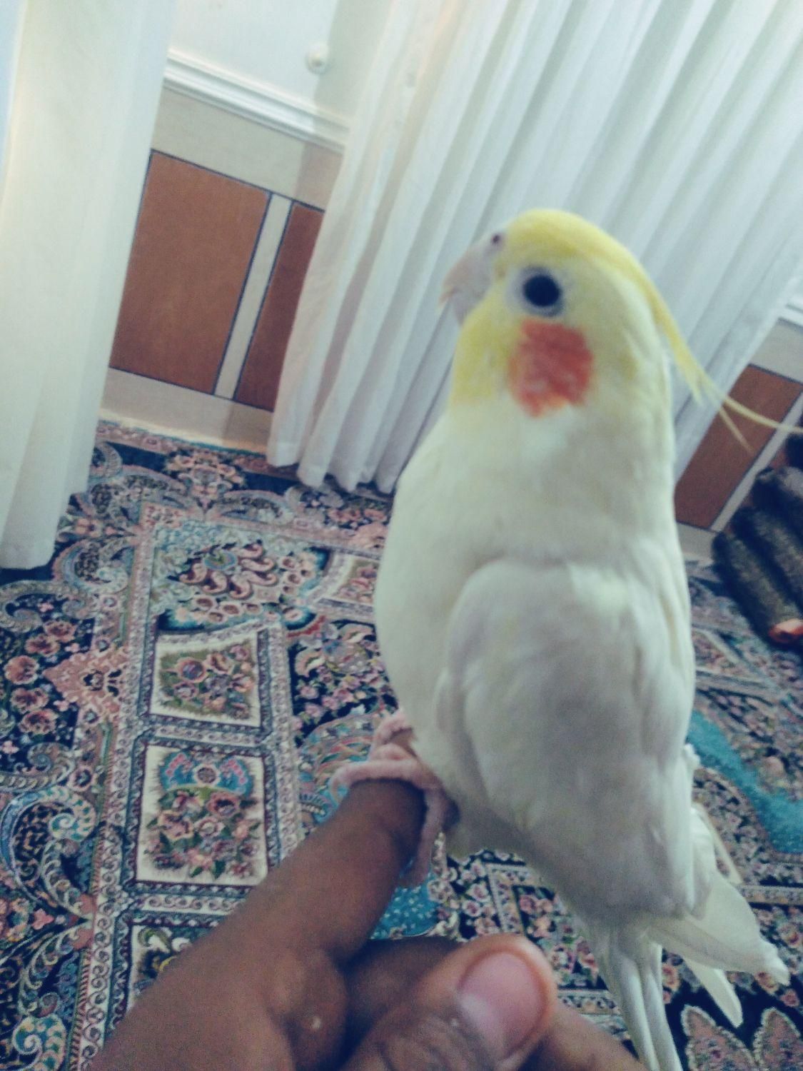 کوتوله وعروس هلندی گلدار|پرنده|مهر, |دیوار